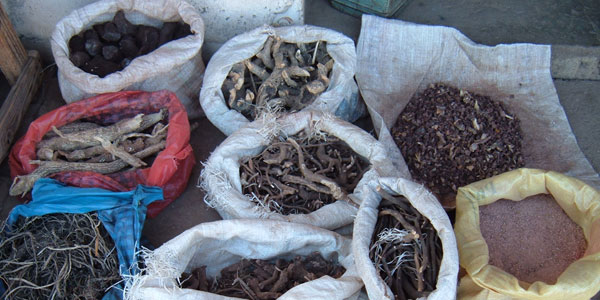 Ground-breaking traditional medicine research